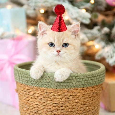 Ковпак з помпоном для тварин Червоний Podarkus DK034-R DK034-R фото